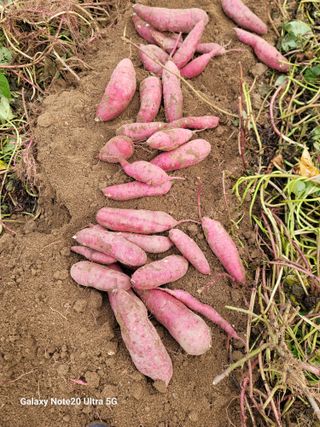 김용민님의 10월 내 농작물 자랑하기 · 참여글 작성글 사진