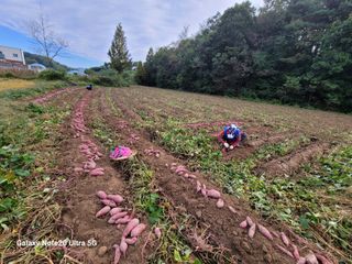 김용민님의 10월 내 농작물 자랑하기 · 참여글 작성글 사진