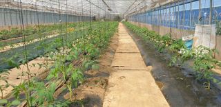 토마토아부지왕궁면님의 토마토 · 영농일지 작성글 사진