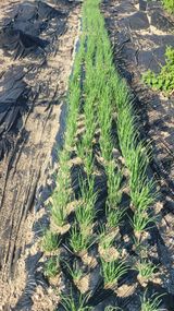 팜모닝 파·병해충상담 게시글 이미지