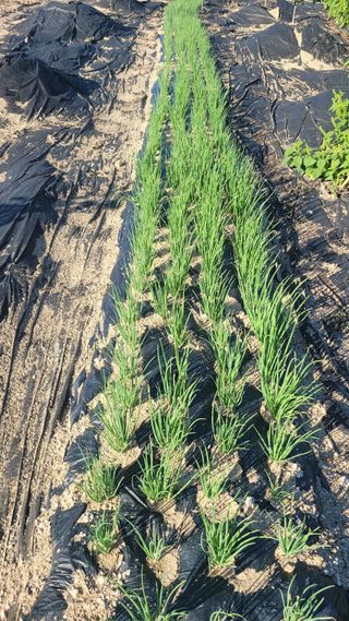 포항 농민66님의 파 · 병해충상담 작성글 사진