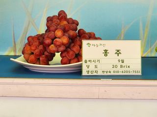 한상숙님의 포도 · 영농일지 작성글 사진