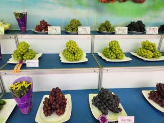 한상숙님의 포도 · 영농일지 작성글 사진