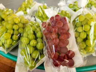 한상숙님의 포도 · 영농일지 작성글 사진