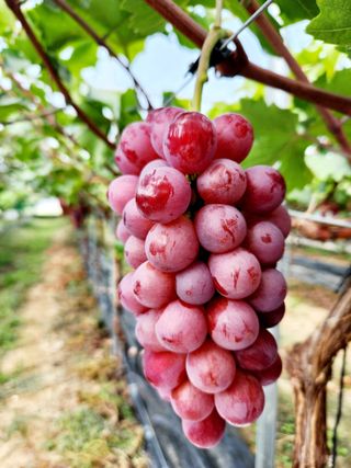 한상숙님의 포도 · 영농일지 작성글 사진