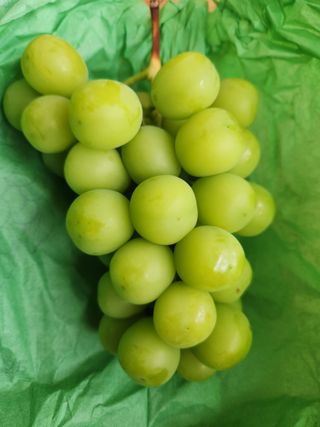 한상숙님의 포도 · 영농일지 작성글 사진