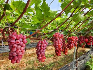 한상숙님의 포도 · 영농일지 작성글 사진