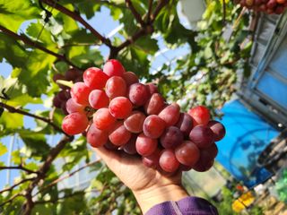 한상숙님의 포도 · 영농일지 작성글 사진