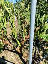 팜모닝 복숭아·병해충상담 게시글 이미지