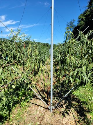 콩10354님의 복숭아 · 병해충상담 작성글 사진