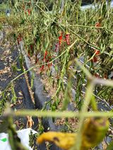 팜모닝 농사, 무엇이든 물어보세요!·참여글 게시글 이미지