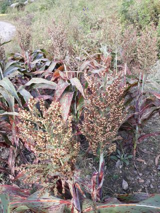 조동원님의 자유주제 · 자유게시판 작성글 사진