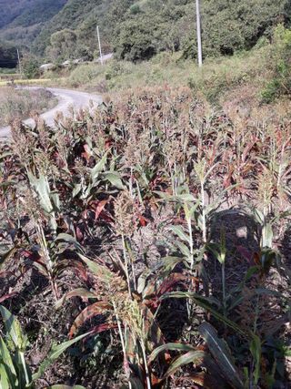 조동원님의 자유주제 · 자유게시판 작성글 사진