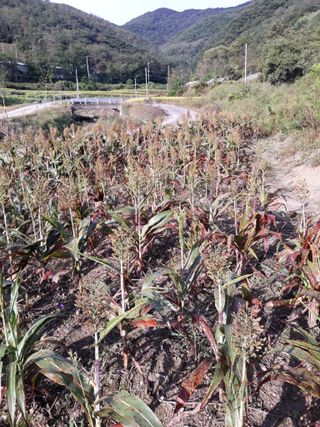조동원님의 자유주제 · 자유게시판 작성글 사진