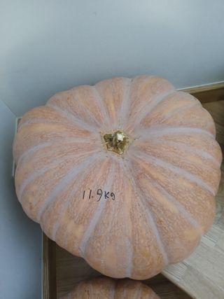 호박16023님의 자유주제 · 자유게시판 작성글 사진