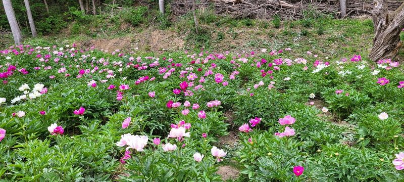 은화님의 장터 판매 상품 [작약 구근] 첨부 사진