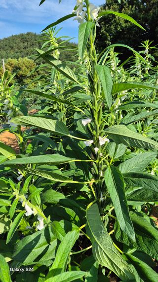 김영래큰집참농장한우님의 10월 내 농작물 자랑하기 · 참여글 작성글 사진