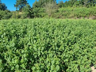 김동희님의 들깨 · 영농일지 작성글 사진