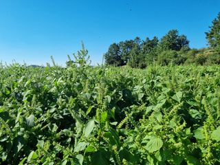 김동희님의 들깨 · 영농일지 작성글 사진