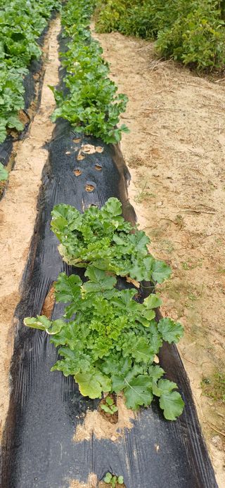 이강재님의 배추 · 영농일지 작성글 사진