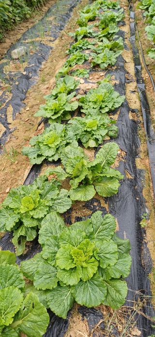 이강재님의 배추 · 영농일지 작성글 사진