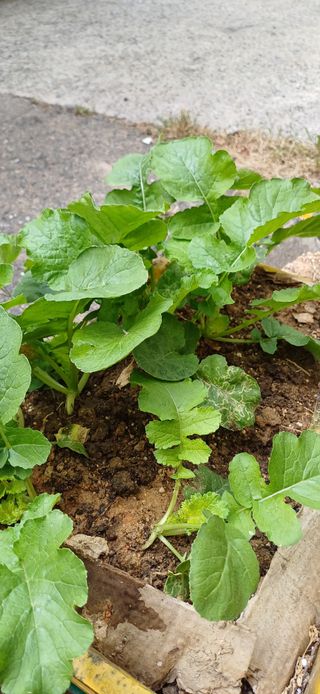 이강재님의 배추 · 영농일지 작성글 사진