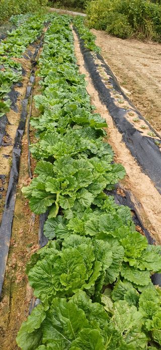 이강재님의 배추 · 영농일지 작성글 사진