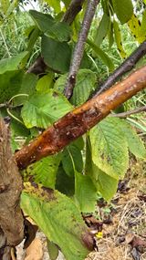 팜모닝 기타작물·병해충상담 게시글 이미지