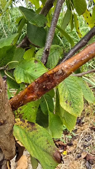 hhoo님의 기타작물 · 병해충상담 작성글 사진