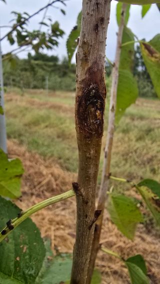 hhoo님의 기타작물 · 병해충상담 작성글 사진