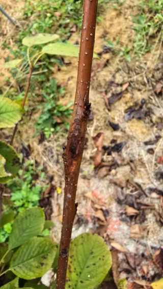 hhoo님의 기타작물 · 병해충상담 작성글 사진