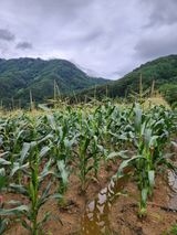 팜모닝 · 게시글 이미지