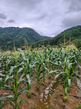 박영길님의 작성글 사진