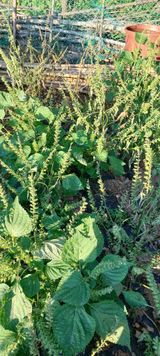 팜모닝 들깨·병해충상담 게시글 이미지