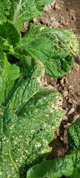 팜모닝 배추·병해충상담 게시글 이미지