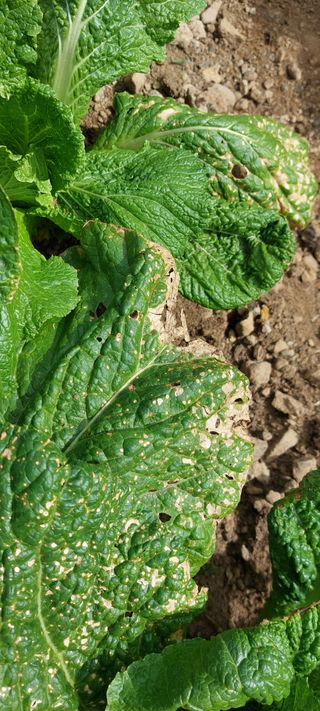 이형모님의 배추 · 병해충상담 작성글 사진