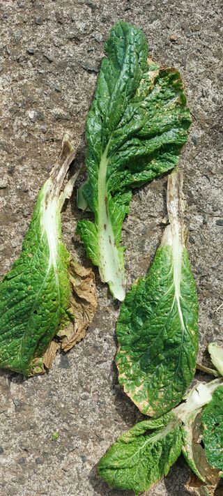 이형모님의 배추 · 병해충상담 작성글 사진