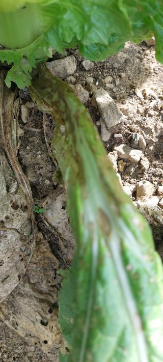 이형모님의 배추 · 병해충상담 작성글 사진