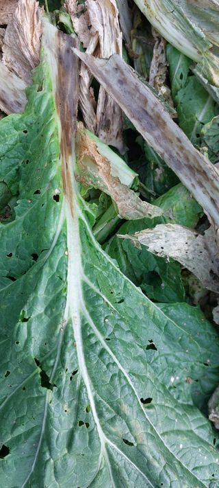 이형모님의 배추 · 병해충상담 작성글 사진