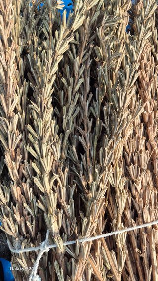 김영래큰집참농장한우님의 참깨 · 영농일지 작성글 사진