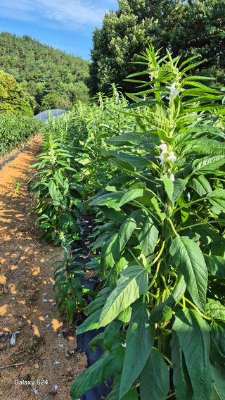 김영래큰집참농장한우님의 참깨 · 영농일지 작성글 사진
