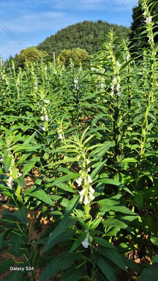 김영래큰집참농장한우님의 참깨 · 영농일지 작성글 사진