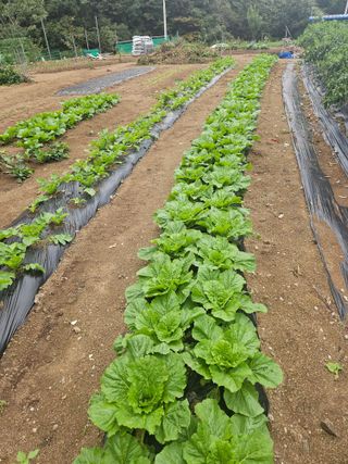 장영복님의 자유주제 · 자유게시판 작성글 사진