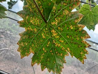 이종관님의 포도 · 병해충상담 작성글 사진