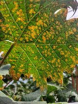 팜모닝 포도·병해충상담 게시글 이미지