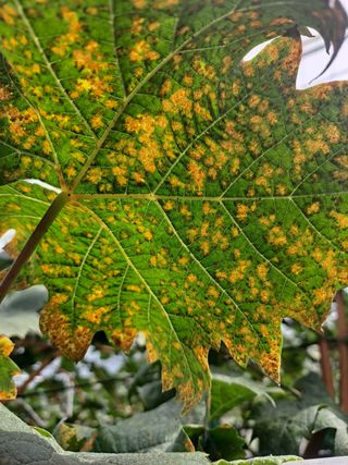 이종관님의 포도 · 병해충상담 작성글 사진