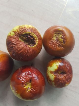 초보농사님의 기타작물 · 병해충상담 작성글 사진