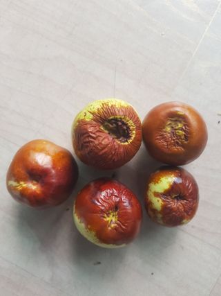 초보농사님의 기타작물 · 병해충상담 작성글 사진