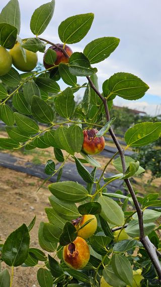 서연님의 기타작물 · 병해충상담 작성글 사진