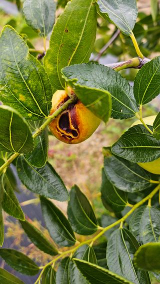 서연님의 기타작물 · 병해충상담 작성글 사진